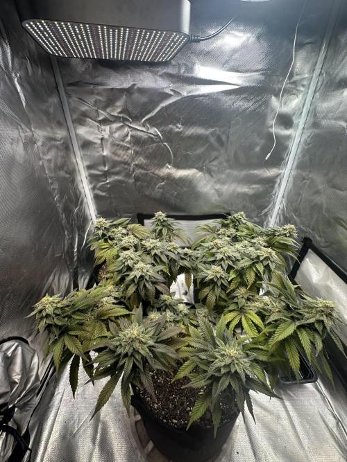 Permanent Marker. Week 17