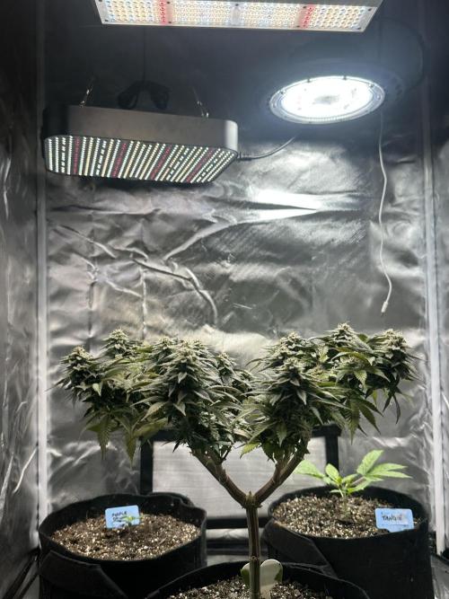 Permanent Marker. Week 17