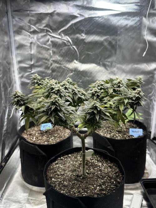 Permanent Marker. Week 17