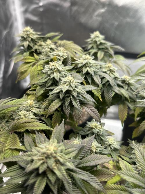 Permanent Marker. Week 17