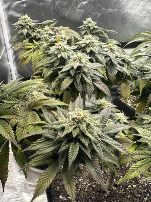 Permanent Marker. Week 17