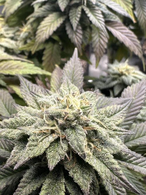 Permanent Marker. Week 17