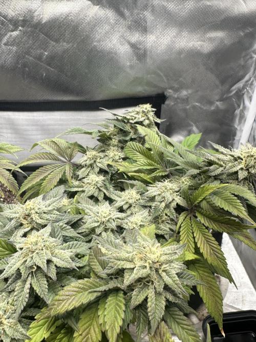 Permanent Marker. Week 17