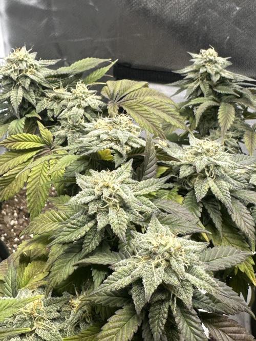 Permanent Marker. Week 17