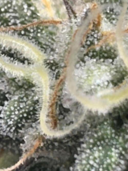 Permanent Marker. Week 17