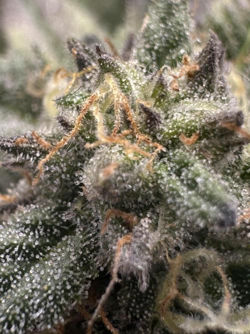 Permanent Marker. Week 17