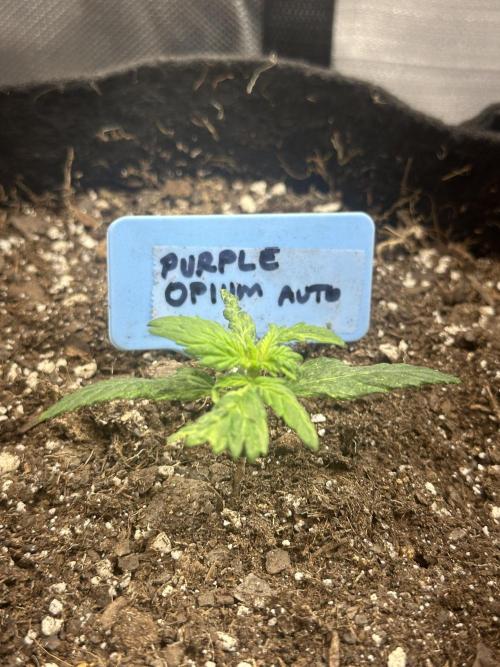 Purple Opium Automatic. Week 2