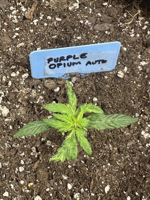 Purple Opium Automatic. Week 2