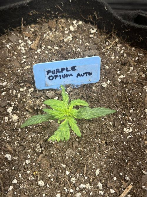 Purple Opium Automatic. Week 2