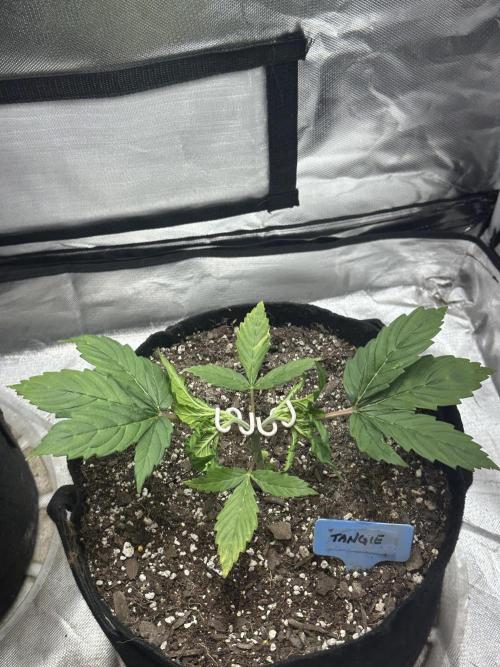 Blimburn Tangie Automatic. Week 4