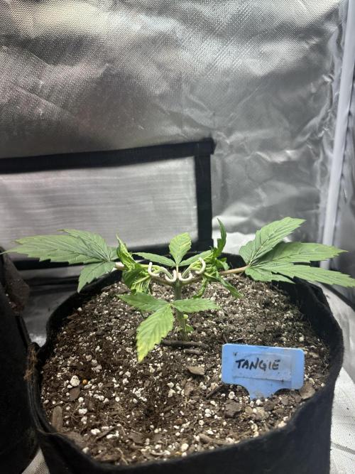 Blimburn Tangie Automatic. Week 4