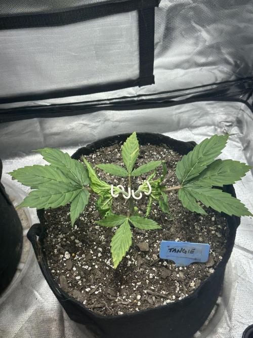 Blimburn Tangie Automatic. Week 4