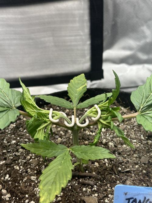 Blimburn Tangie Automatic. Week 4