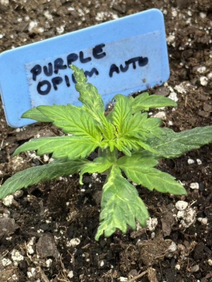 Purple Opium Automatic. Week 3