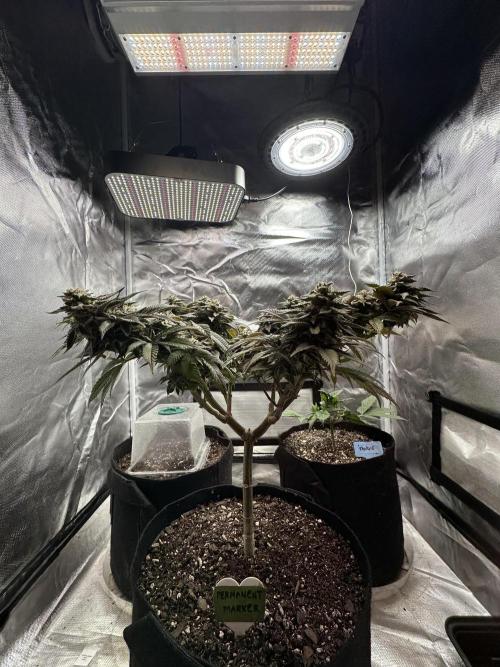 Permanent Marker. Week 18