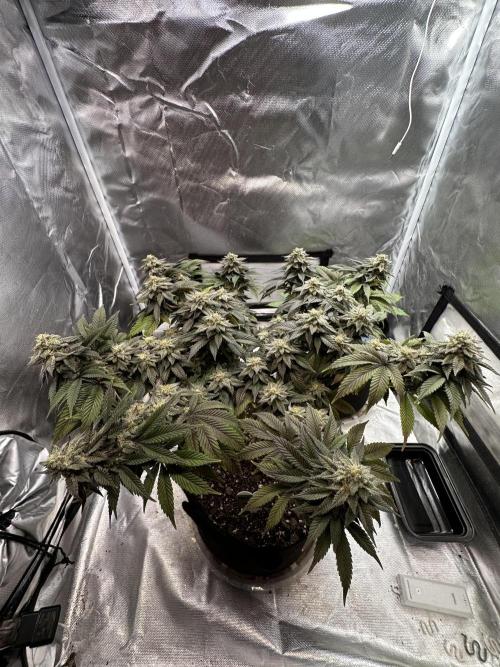 Permanent Marker. Week 18