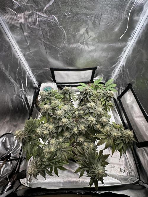 Permanent Marker. Week 18