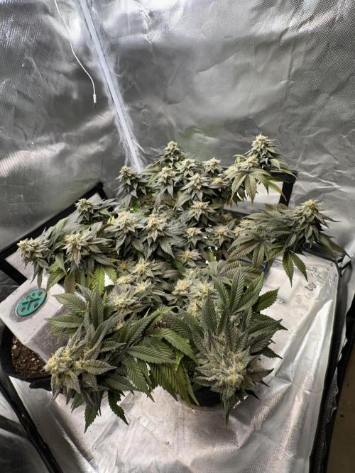 Permanent Marker. Week 18