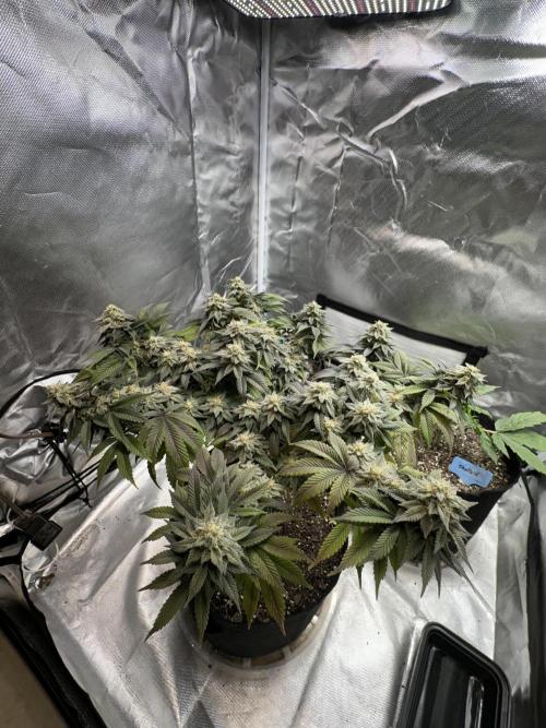 Permanent Marker. Week 18