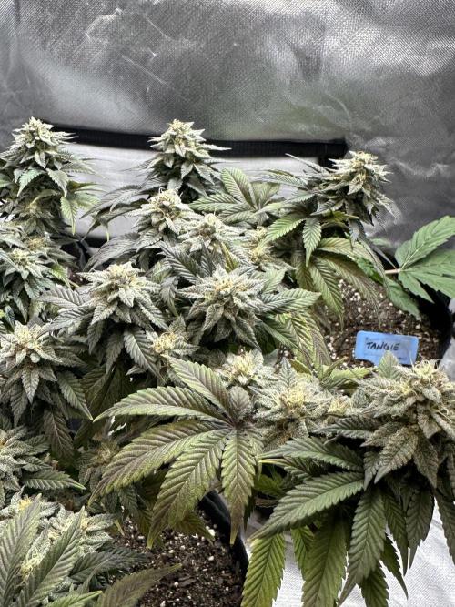 Permanent Marker. Week 18