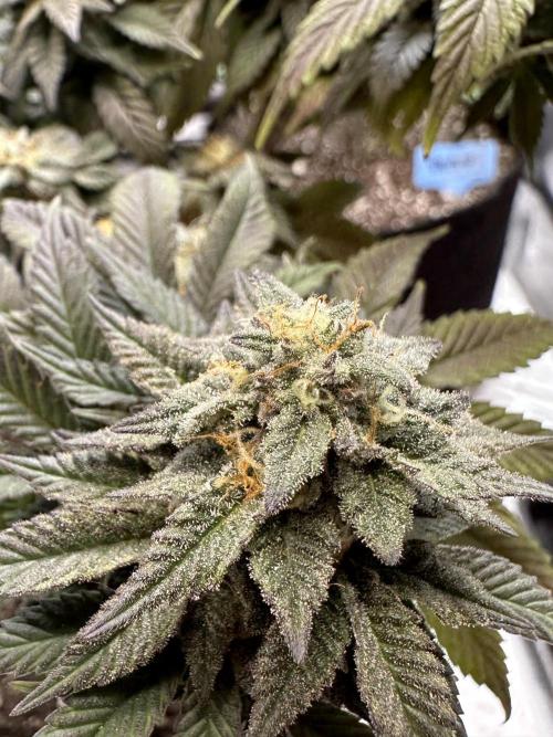 Permanent Marker. Week 18