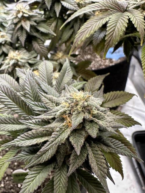 Permanent Marker. Week 18