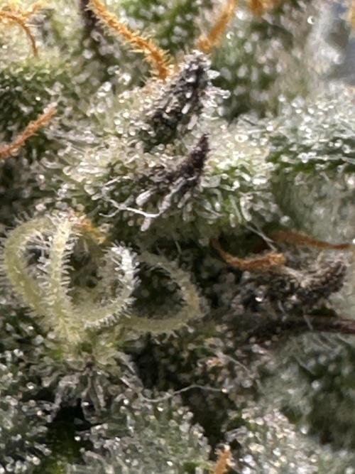 Permanent Marker. Week 18