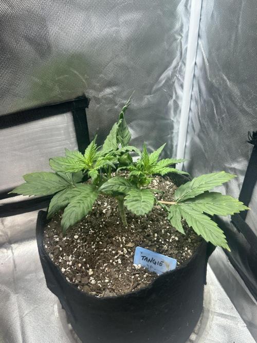 Blimburn Tangie Automatic. Week 5
