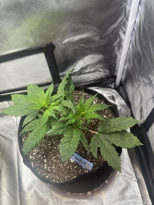 Blimburn Tangie Automatic. Week 5
