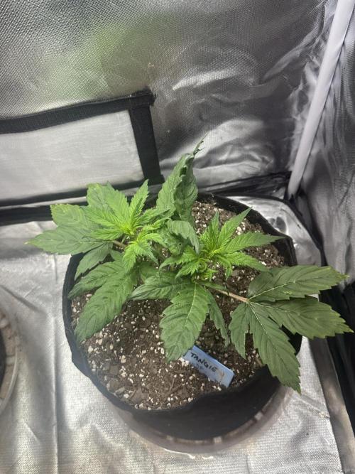 Blimburn Tangie Automatic. Week 5