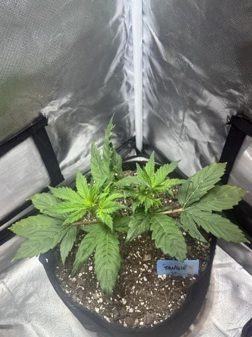 Blimburn Tangie Automatic. Week 5