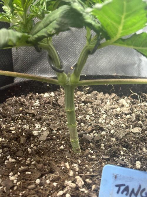 Blimburn Tangie Automatic. Week 5