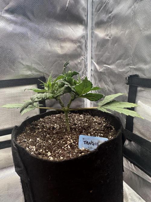 Blimburn Tangie Automatic. Week 5