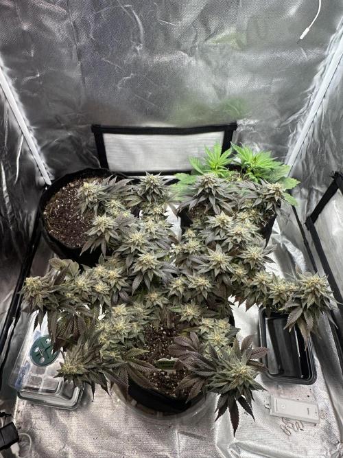 Permanent Marker. Week 19