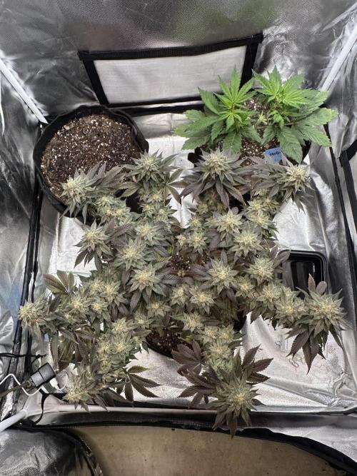 Permanent Marker. Week 19