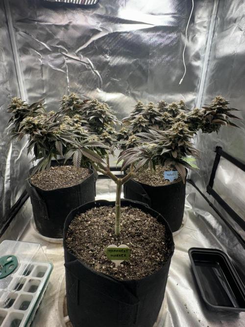 Permanent Marker. Week 19