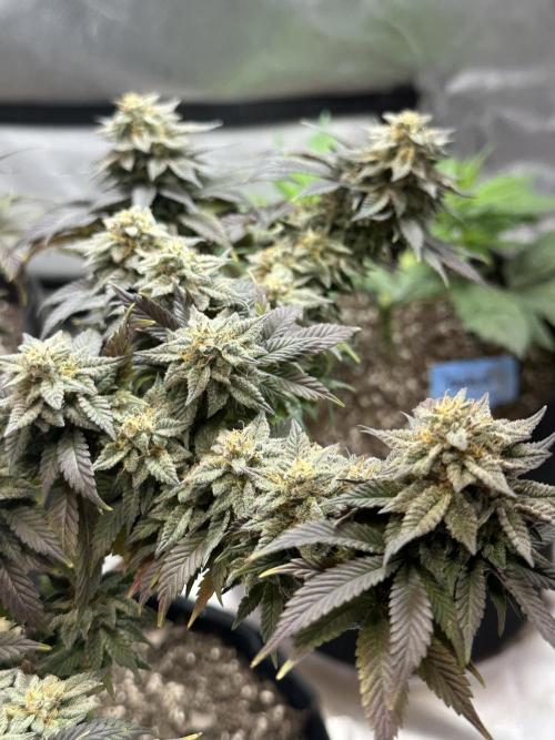 Permanent Marker. Week 19