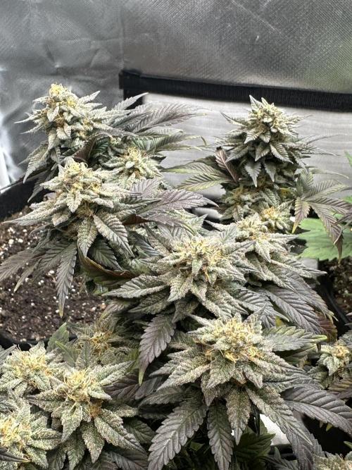 Permanent Marker. Week 19