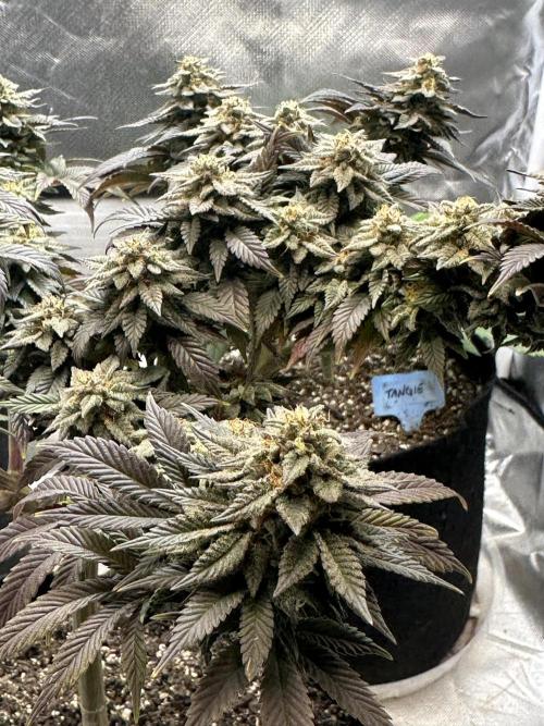 Permanent Marker. Week 19