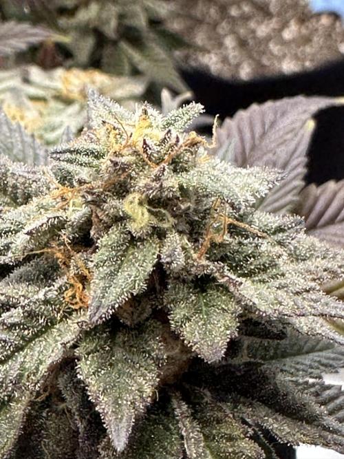 Permanent Marker. Week 19