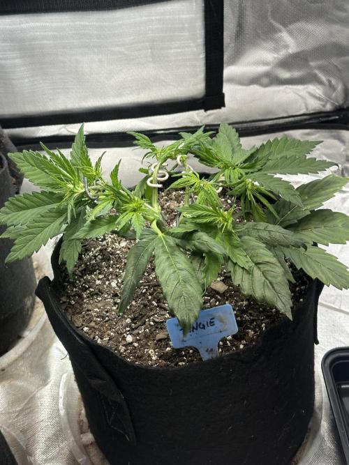 Blimburn Tangie Automatic. Week 6