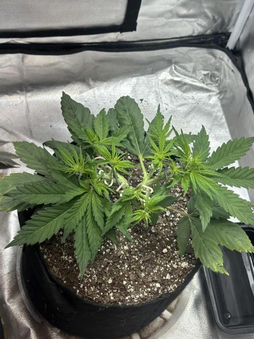 Blimburn Tangie Automatic. Week 6
