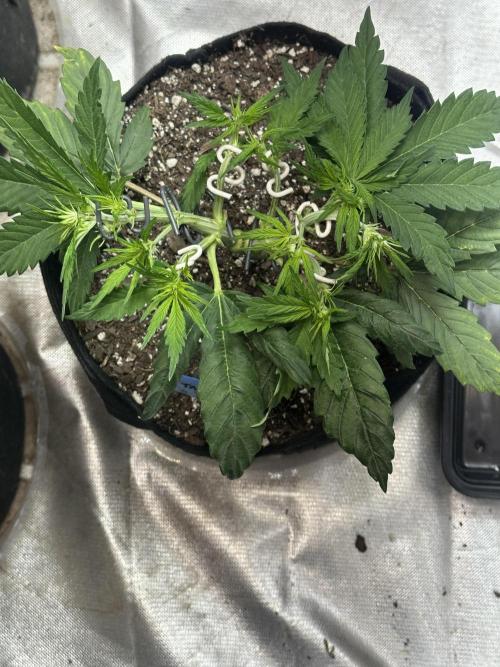 Blimburn Tangie Automatic. Week 6