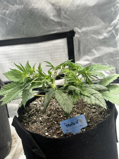 Blimburn Tangie Automatic. Week 6