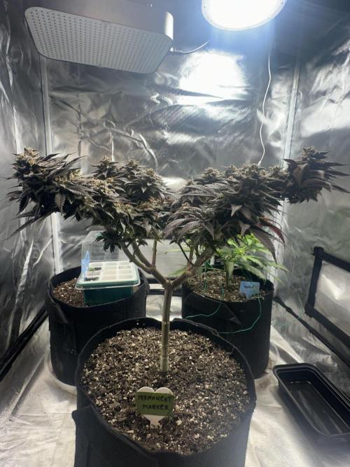 Permanent Marker. Week 20