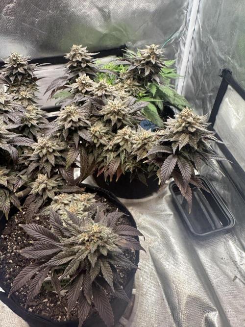 Permanent Marker. Week 20