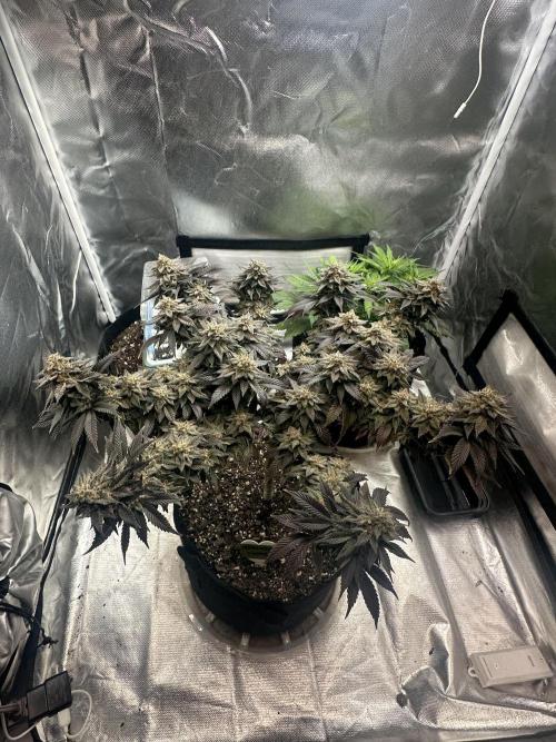 Permanent Marker. Week 20