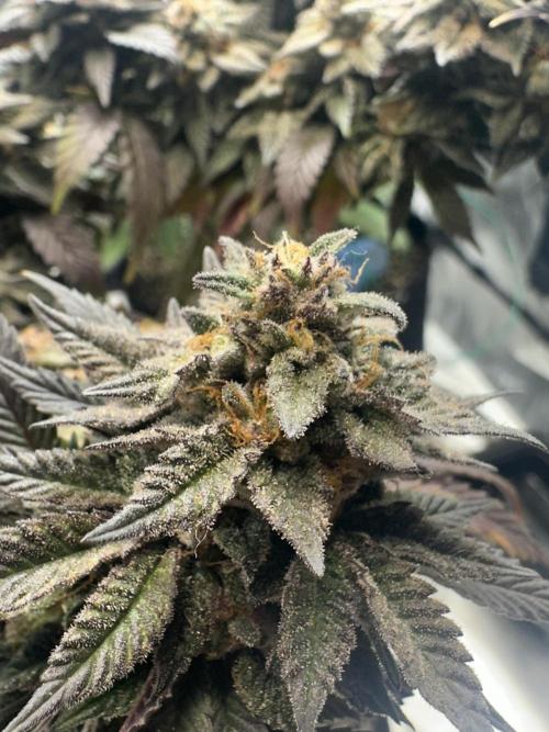 Permanent Marker. Week 20