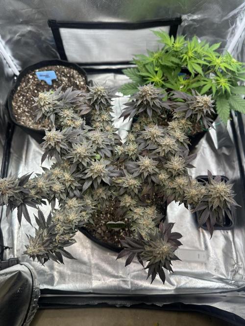 Permanent Marker. Week 21