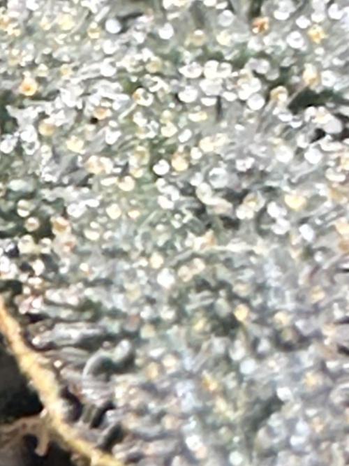 Permanent Marker. Week 21